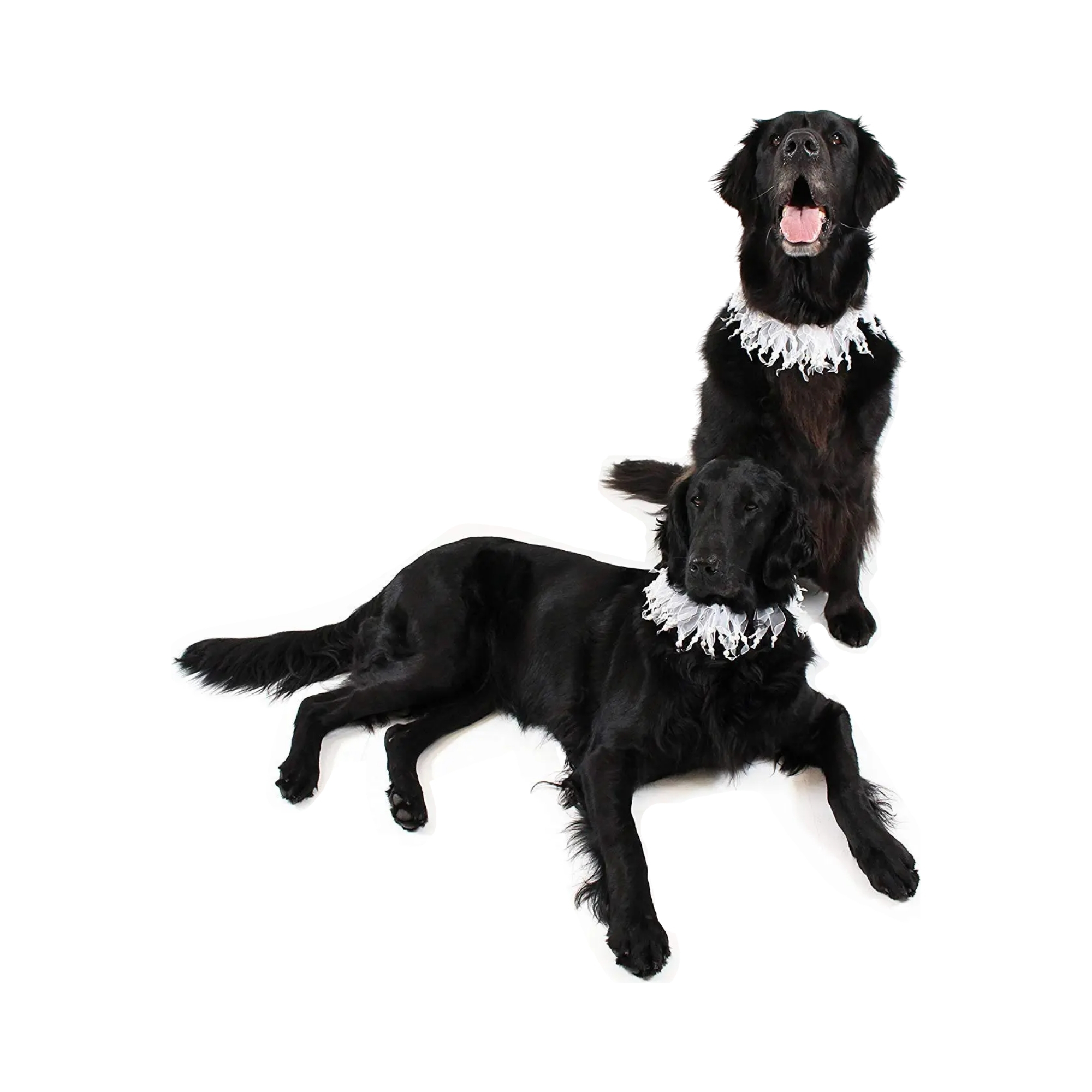 Midlee Wedding Pearl Bead Dog Collar eBay